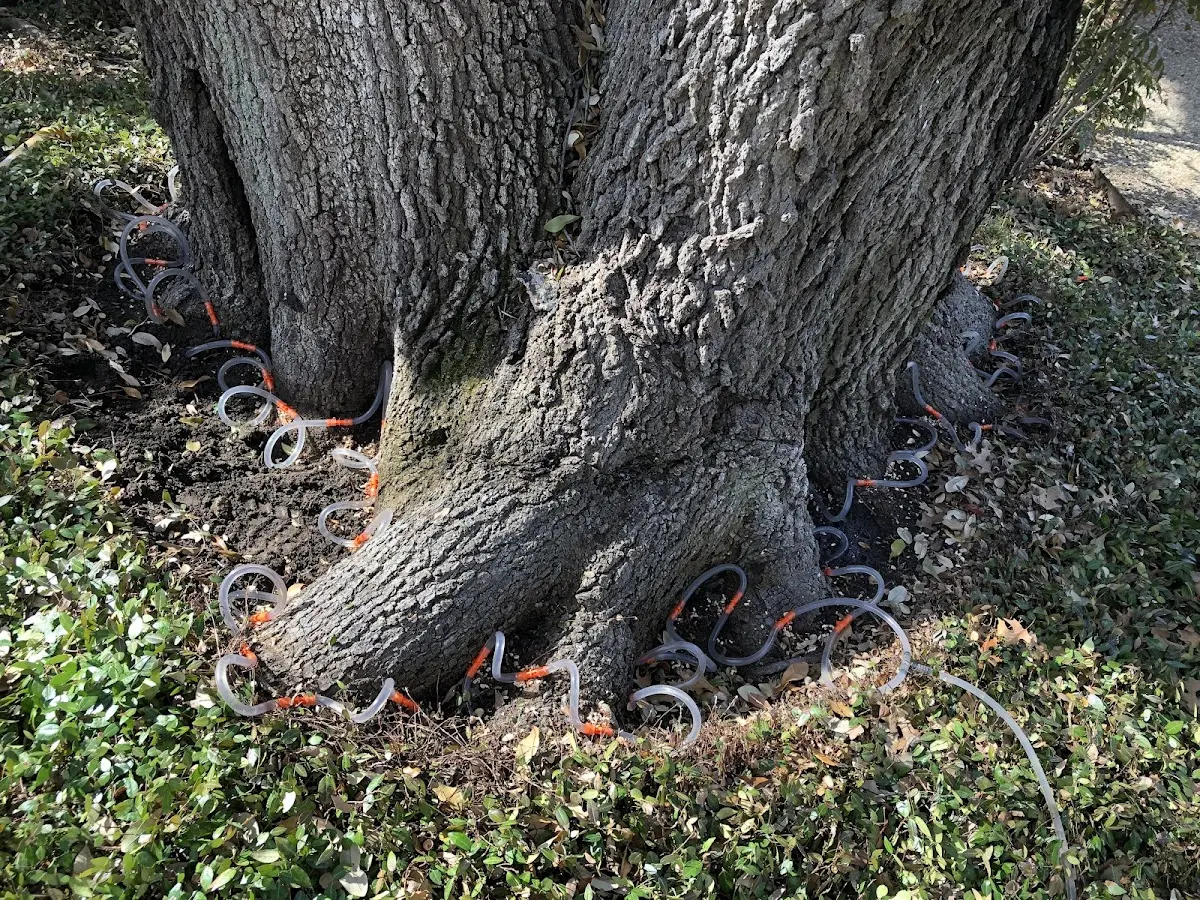 Detailed Tree Cabling and Bracing job site in Vestaburg