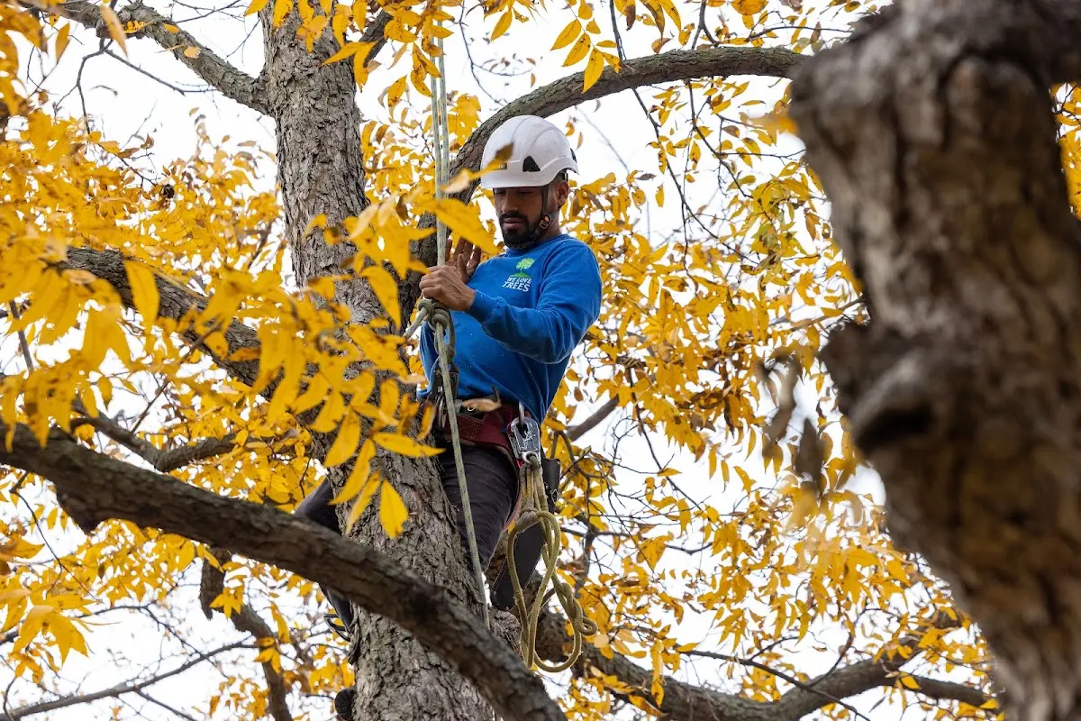 Skilled Tree Pruning crew working in Vestaburg