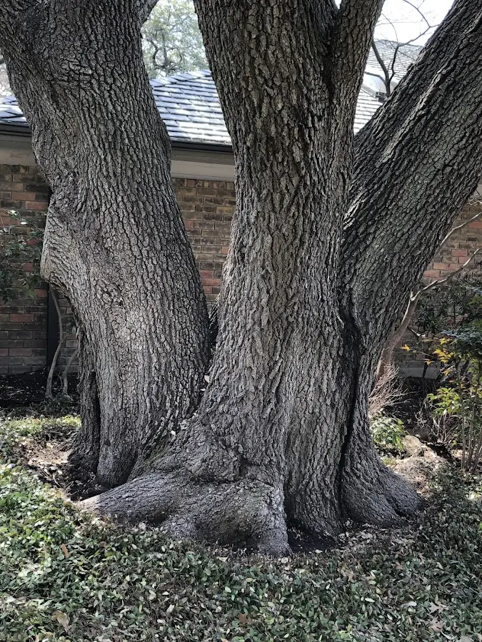 Mature heritage tree close to a Vestaburg property cared for by certified arborists